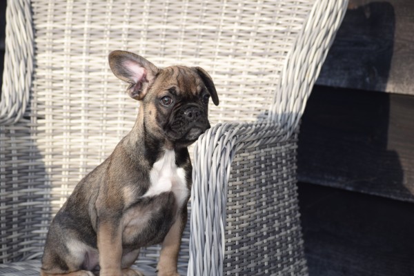 Bouldogue Francais (teef) 39794