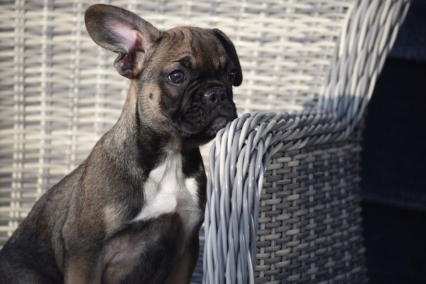 Bouldogue Francais (teef) 39794