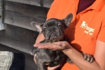 Bouldogue Francais (reu) 30437