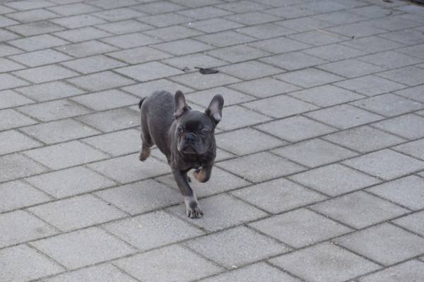 Bouldogue Francais (reu) 30437