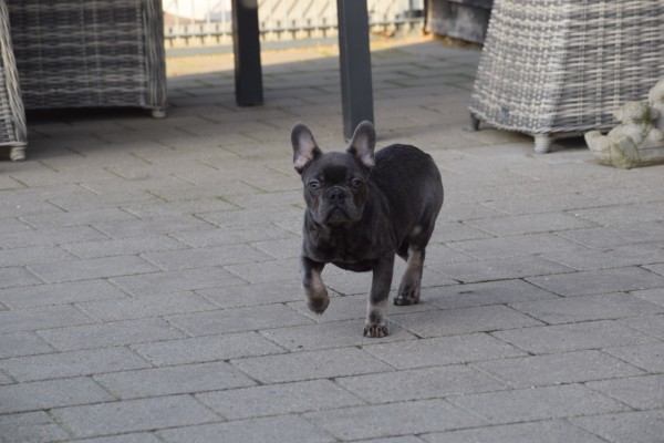 Bouldogue Francais (reu) 30437