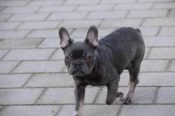 Bouldogue Francais (reu) 30437