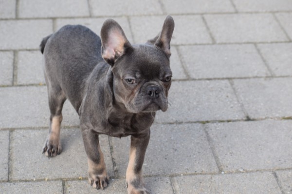 Bouldogue Francais (reu) 30437