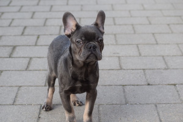 Bouldogue Francais (reu) 30437