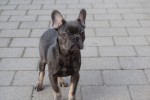 Bouldogue Francais (reu) 30437