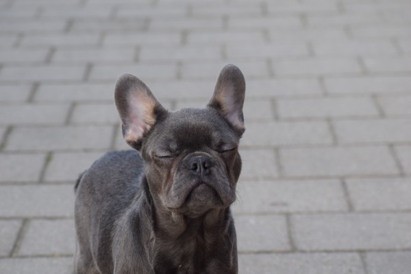 Bouldogue Francais (reu) 30437