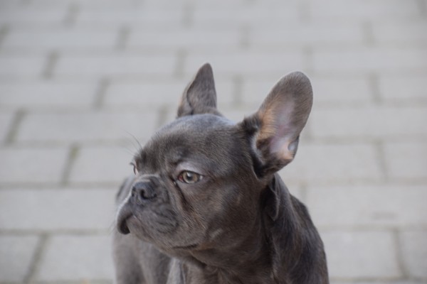 Bouldogue Francais (reu) 30437