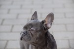 Bouldogue Francais (reu) 30437