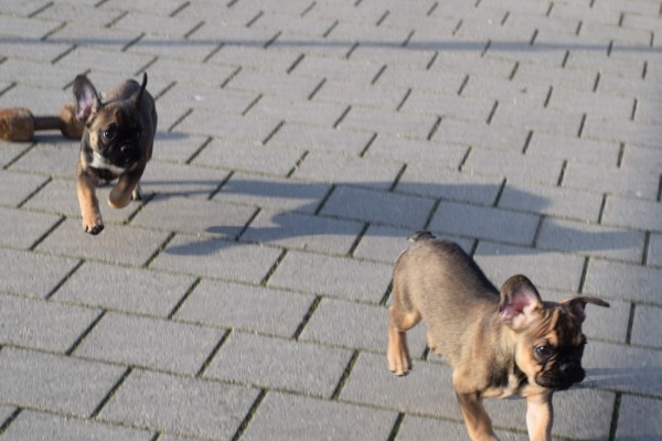 Bouldogue Francais (reu) 30437