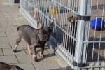 Bouldogue Francais (reu) 30437