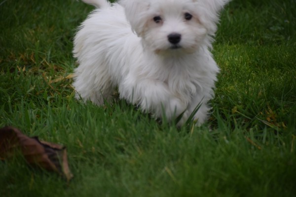 Maltezer (teef) 32223