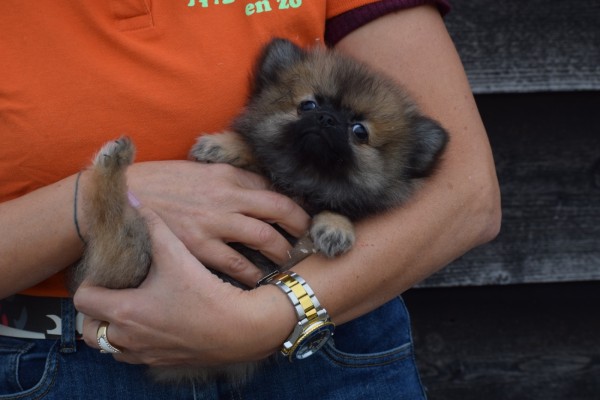 Keeshond (teef) 33488