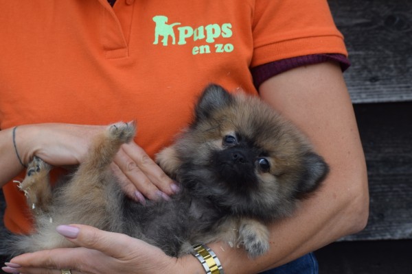 Keeshond (teef) 33488