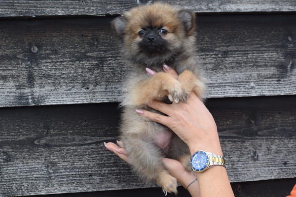 Keeshond (teef) 33488