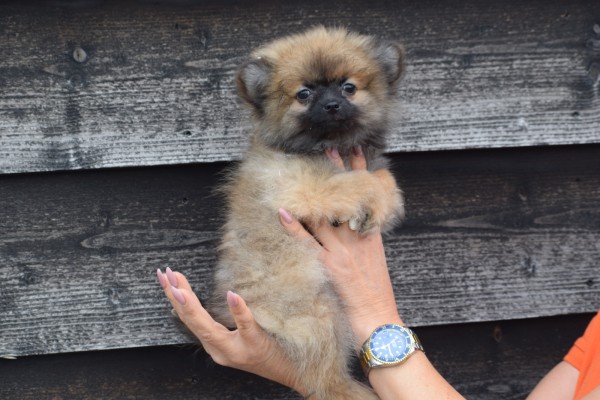 Keeshond (teef) 33488