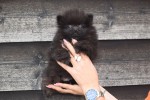 Keeshond (teef) 34966