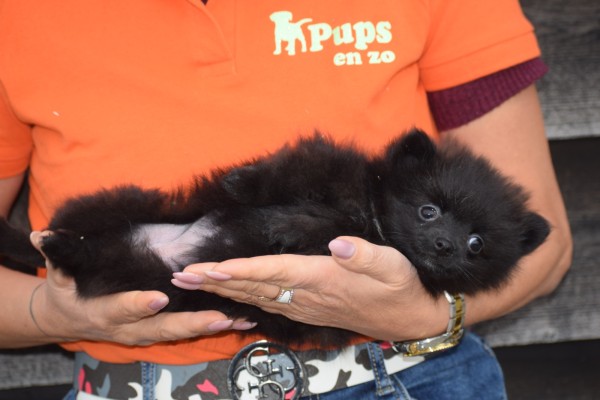 Keeshond (teef) 35123