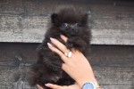 Keeshond (teef) 35123
