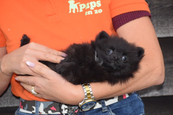 Keeshond (teef) 35123