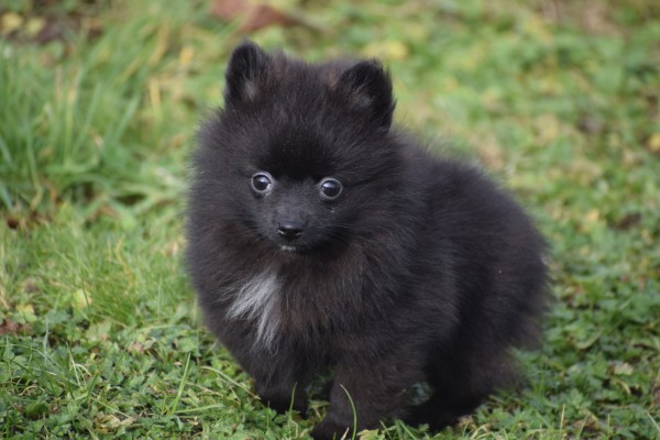 Keeshond (teef) 35123