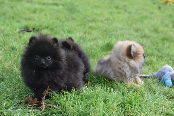 Keeshond (teef) 34966