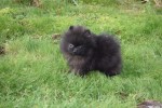 Keeshond (teef) 34966