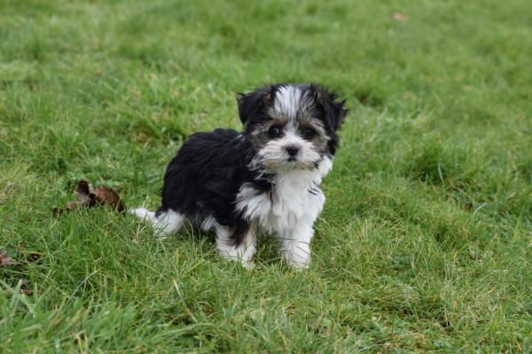 Biewer Yorkshire terrier (teef) 35011