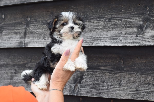 Biewer Yorkshire terrier (teef) 35011