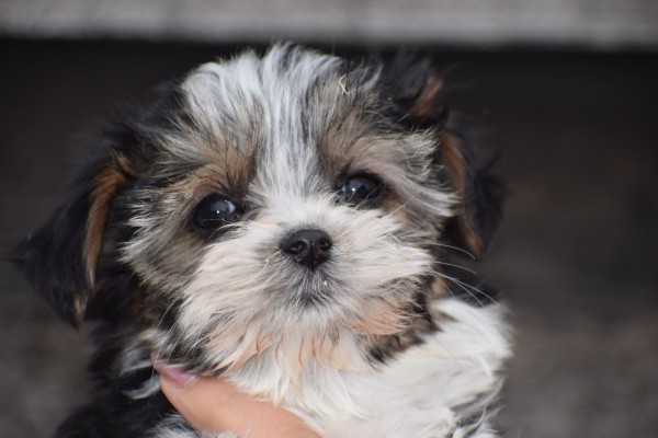 Biewer Yorkshire terrier (teef) 35011