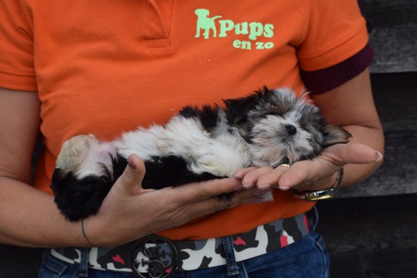 Biewer Yorkshire terrier (teef) 35011