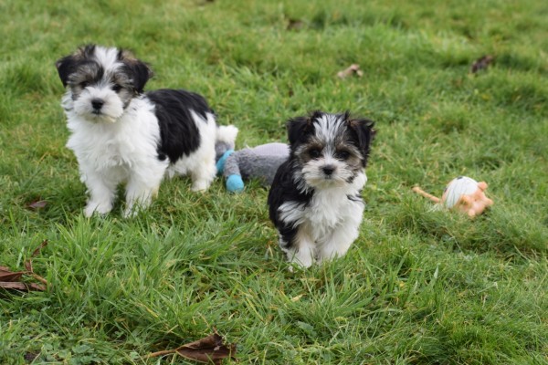 Biewer Yorkshire terrier (teef) 35205