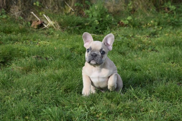 Bouldogue Francais (reu) 30850