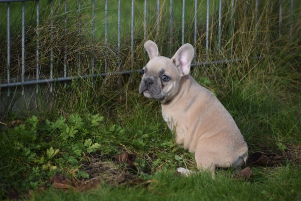 Bouldogue Francais (reu) 30850
