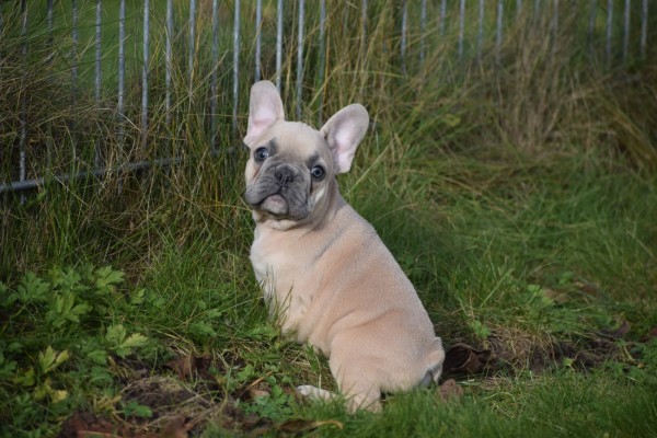 Bouldogue Francais (reu) 30850