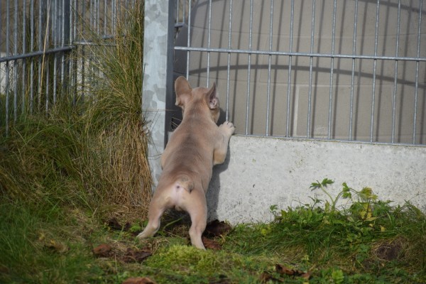 Bouldogue Francais (reu) 30850