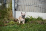 Bouldogue Francais (reu) 30850