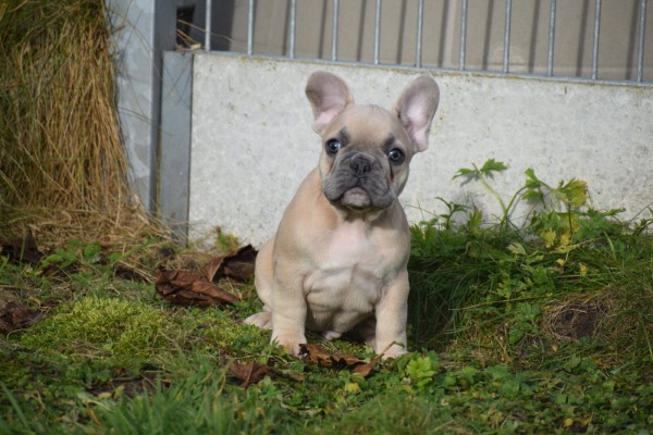 Bouldogue Francais (reu) 30850