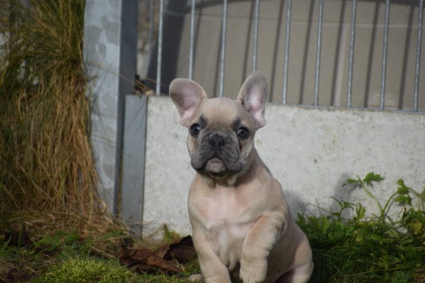 Bouldogue Francais (reu) 30850