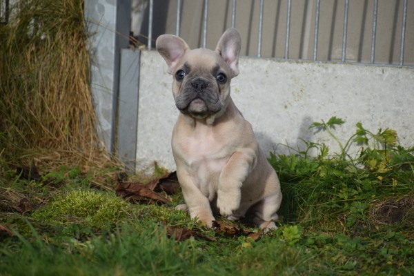 Bouldogue Francais (reu) 30850
