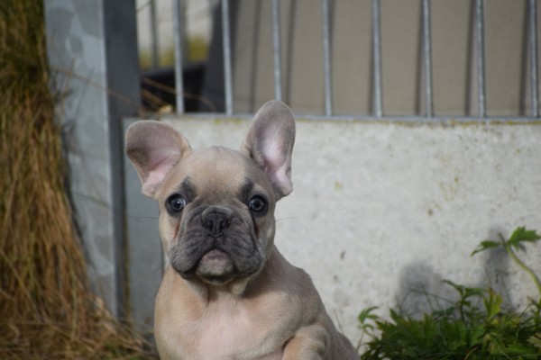 Bouldogue Francais (reu) 30850