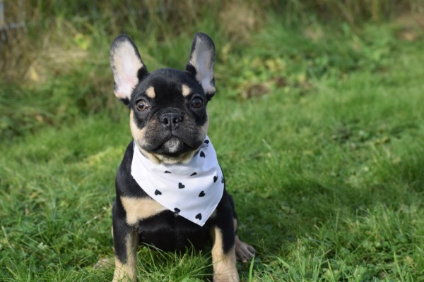 Bouldogue Francais (reu) 30856