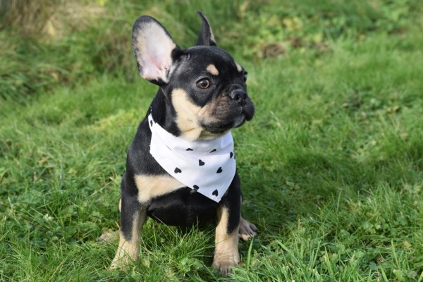 Bouldogue Francais (reu) 30856