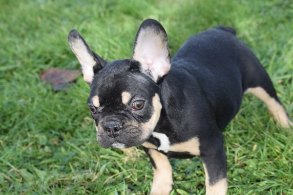 Bouldogue Francais (reu) 30856