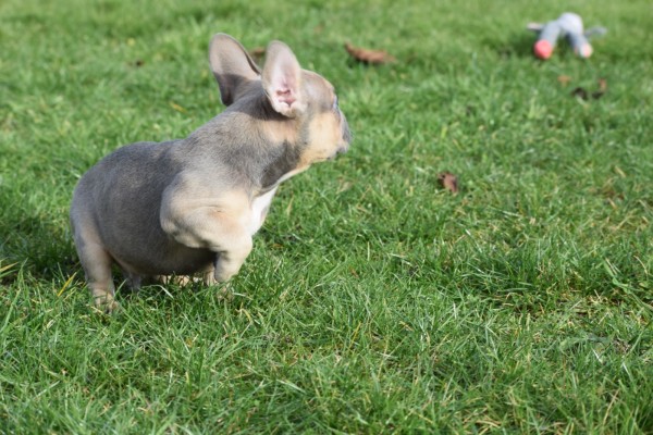 Bouldogue Francais (reu) 30852