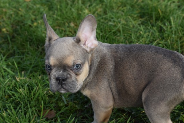 Bouldogue Francais (reu) 30852