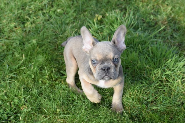 Bouldogue Francais (reu) 30852