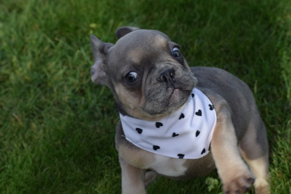 Bouldogue Francais (reu) 30852