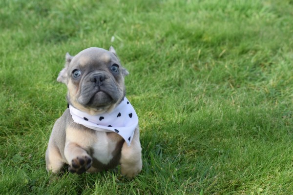 Bouldogue Francais (reu) 30852