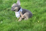 Bouldogue Francais (reu) 30852