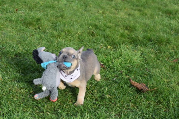 Bouldogue Francais (reu) 30852